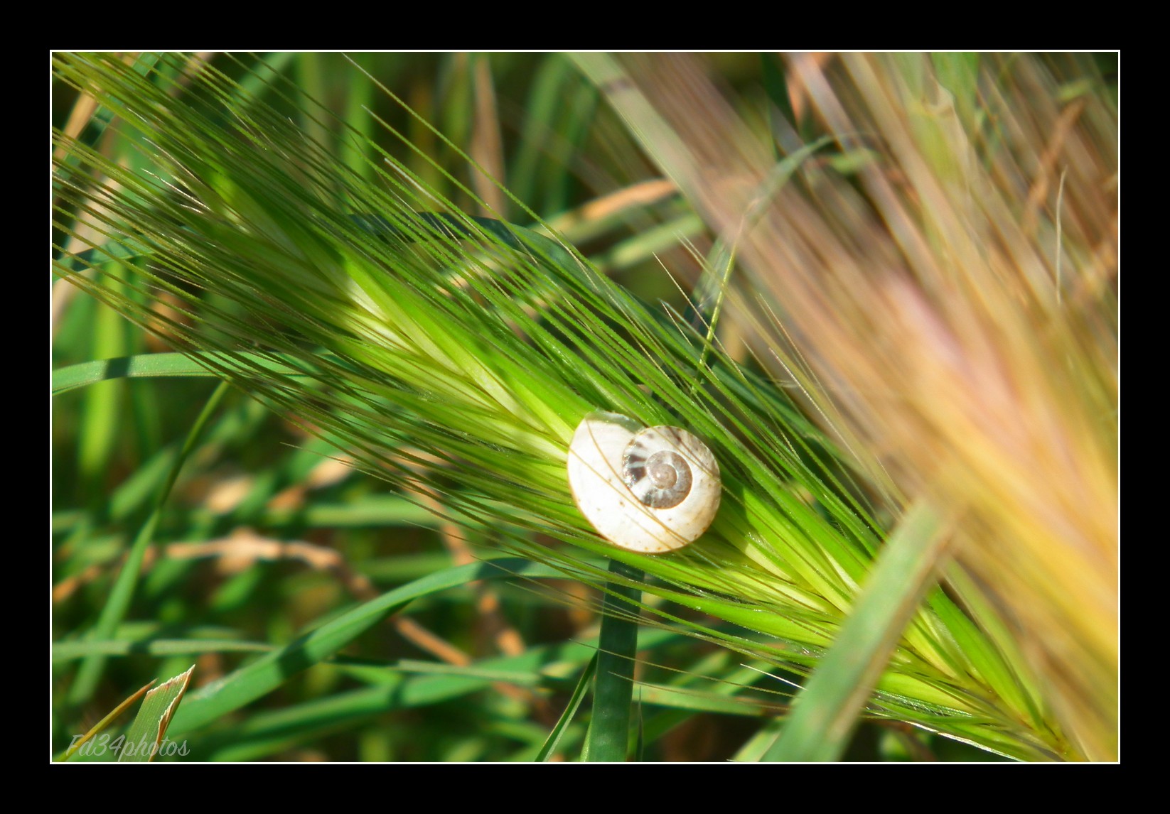 Wallpapers Animals Snails - Slugs 