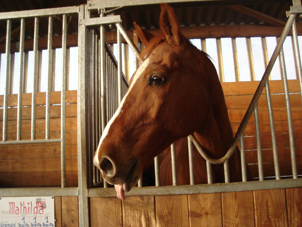 Wallpapers Animals Horses une langue de cheval