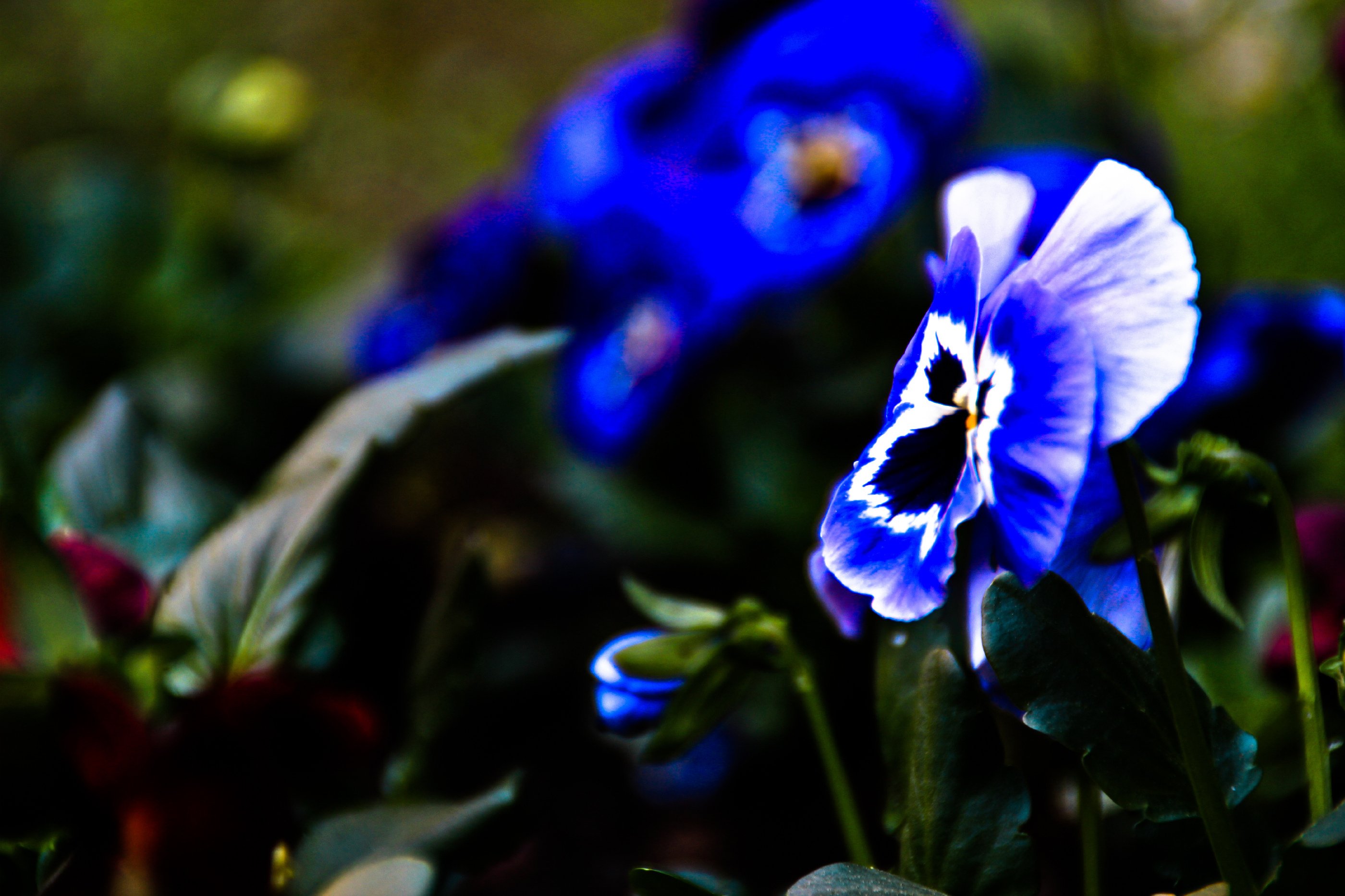 Fonds d'cran Nature Fleurs 