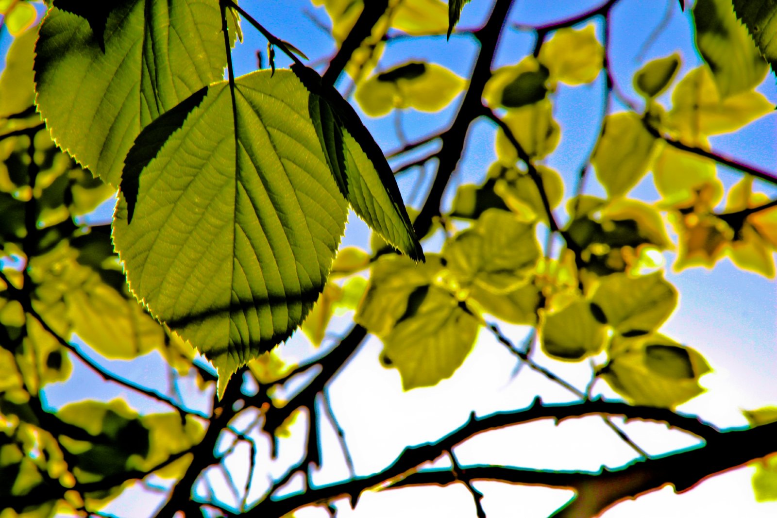 Wallpapers Nature Leaves - Foliage 