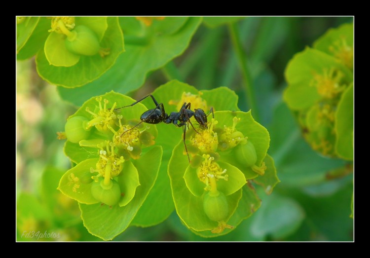 Fonds d'cran Animaux Insectes - Fourmis Wallpaper N278840