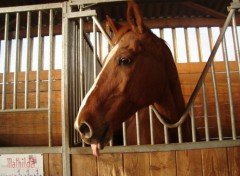 Fonds d'cran Animaux une langue de cheval