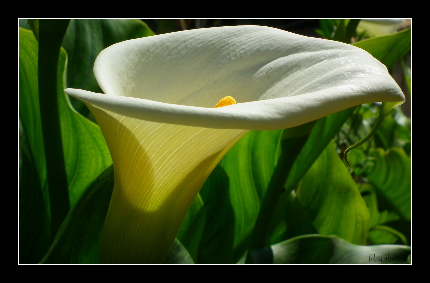 Fonds d'cran Nature Fleurs Arum..