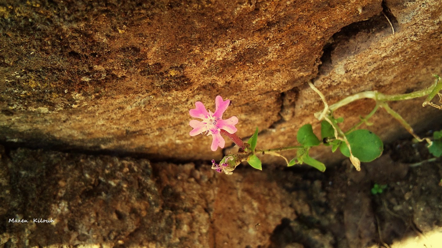 Wallpapers Nature Flowers Rose