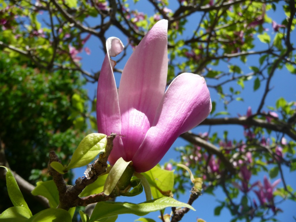 Fonds d'cran Nature Fleurs comme une main