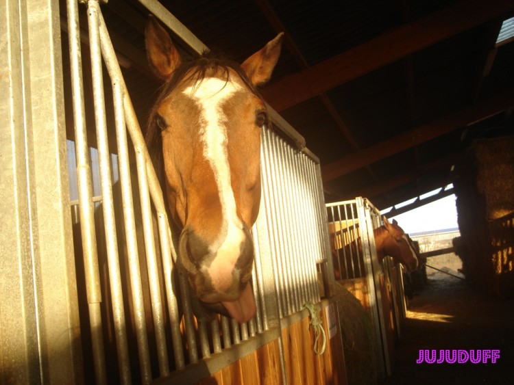 Fonds d'cran Animaux Chevaux je donne ma langue au chat