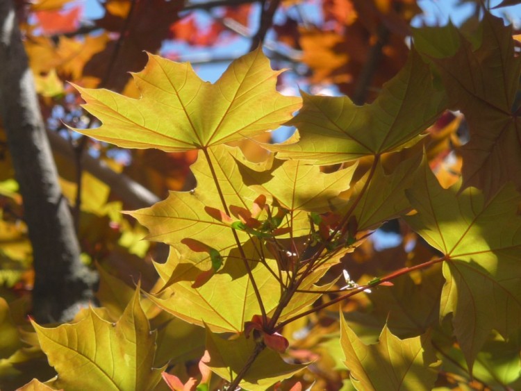 Fonds d'cran Nature Feuilles - Feuillages comme en automne