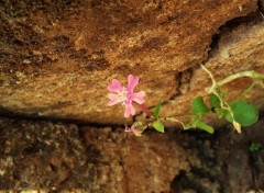 Wallpapers Nature Rose