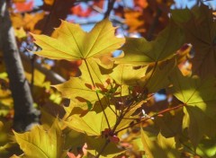 Fonds d'cran Nature comme en automne