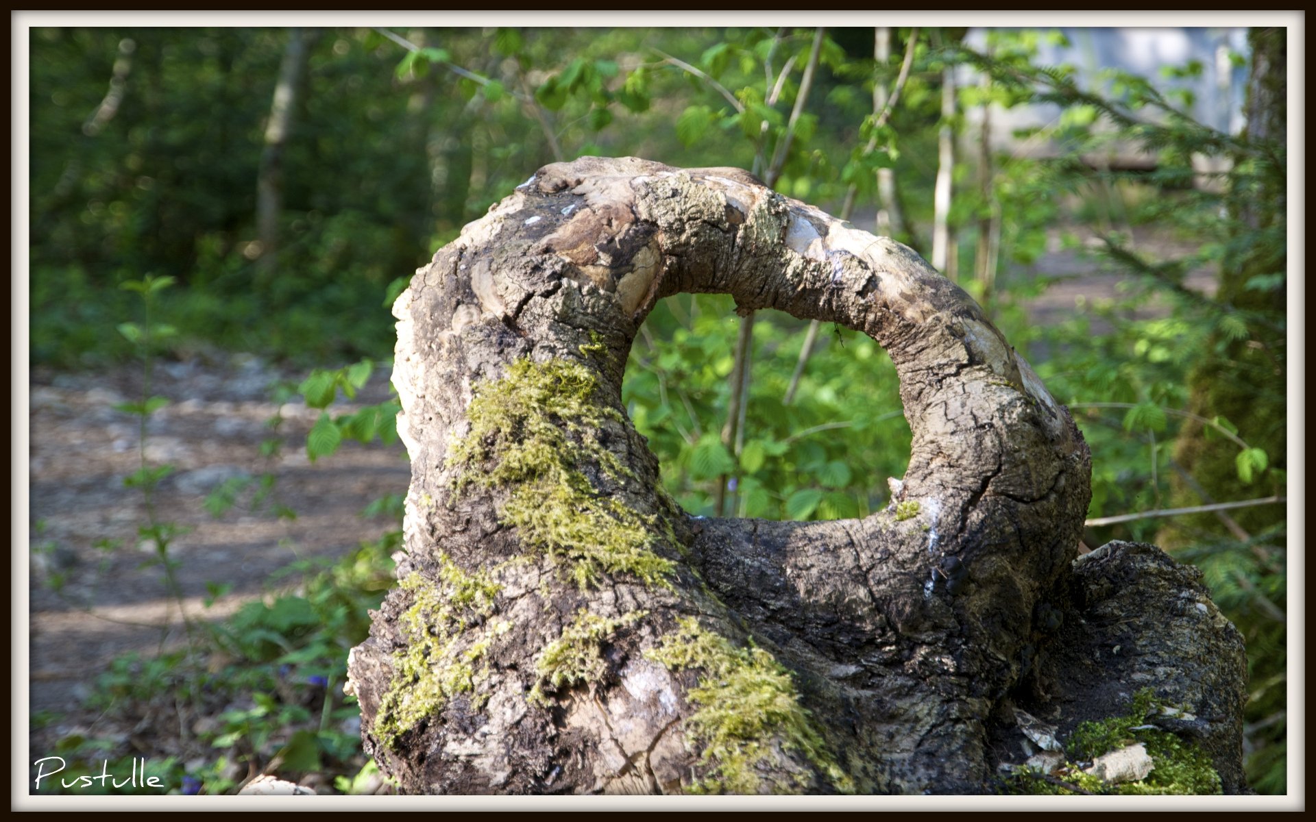 Fonds d'cran Nature Souches - Racines Tronc trou