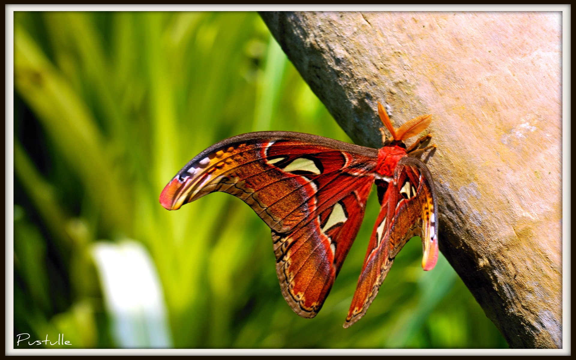 Fonds d'cran Animaux Insectes - Papillons Le plus gros papillon du monde....