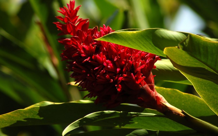 Fonds d'cran Nature Fleurs rouge clatant