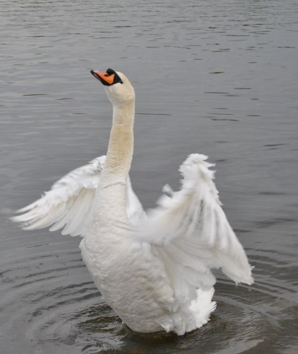 Wallpapers Animals Birds - Swans Cigne