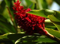 Fonds d'cran Nature rouge clatant