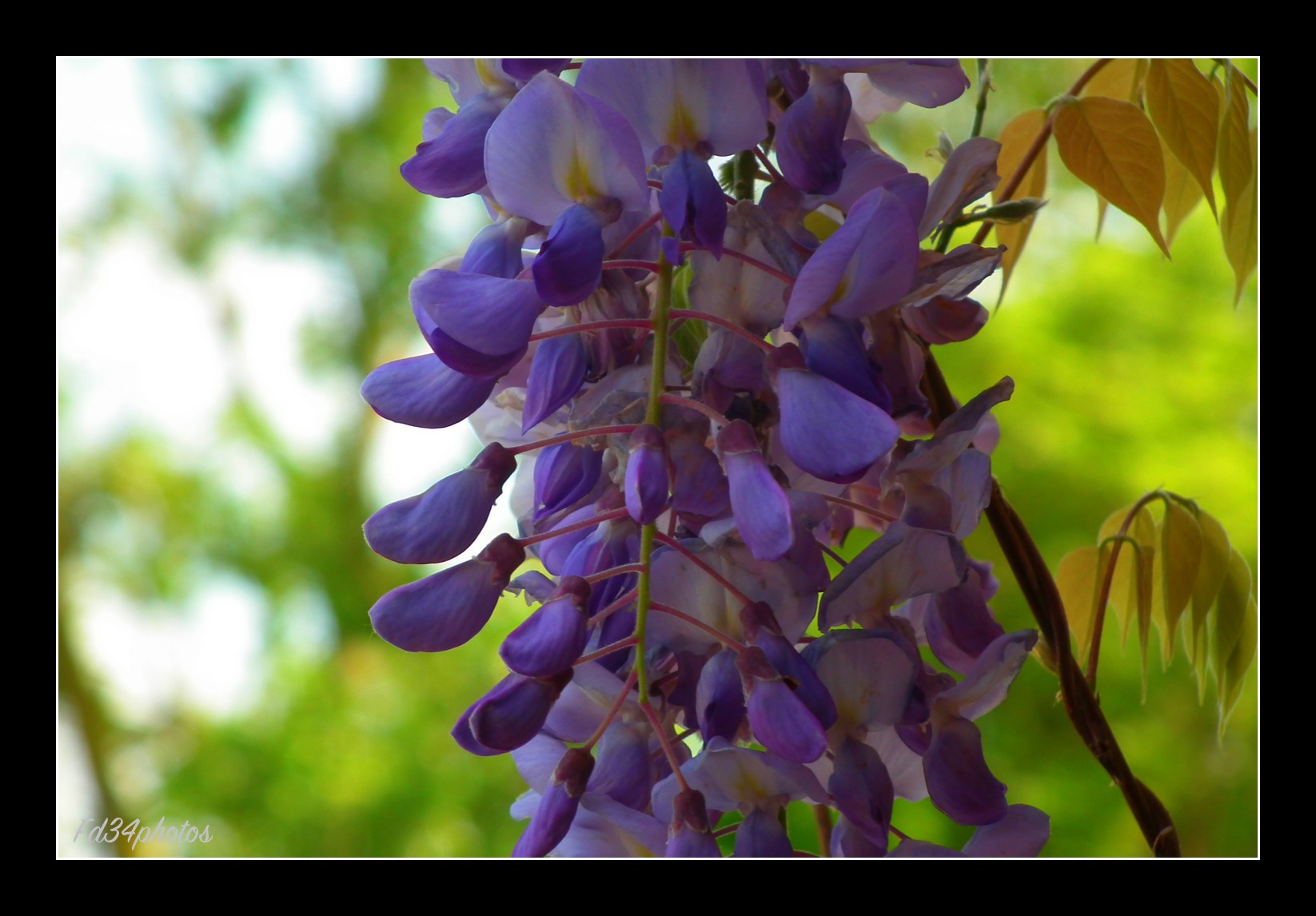 Fonds d'cran Nature Fleurs Glycines..