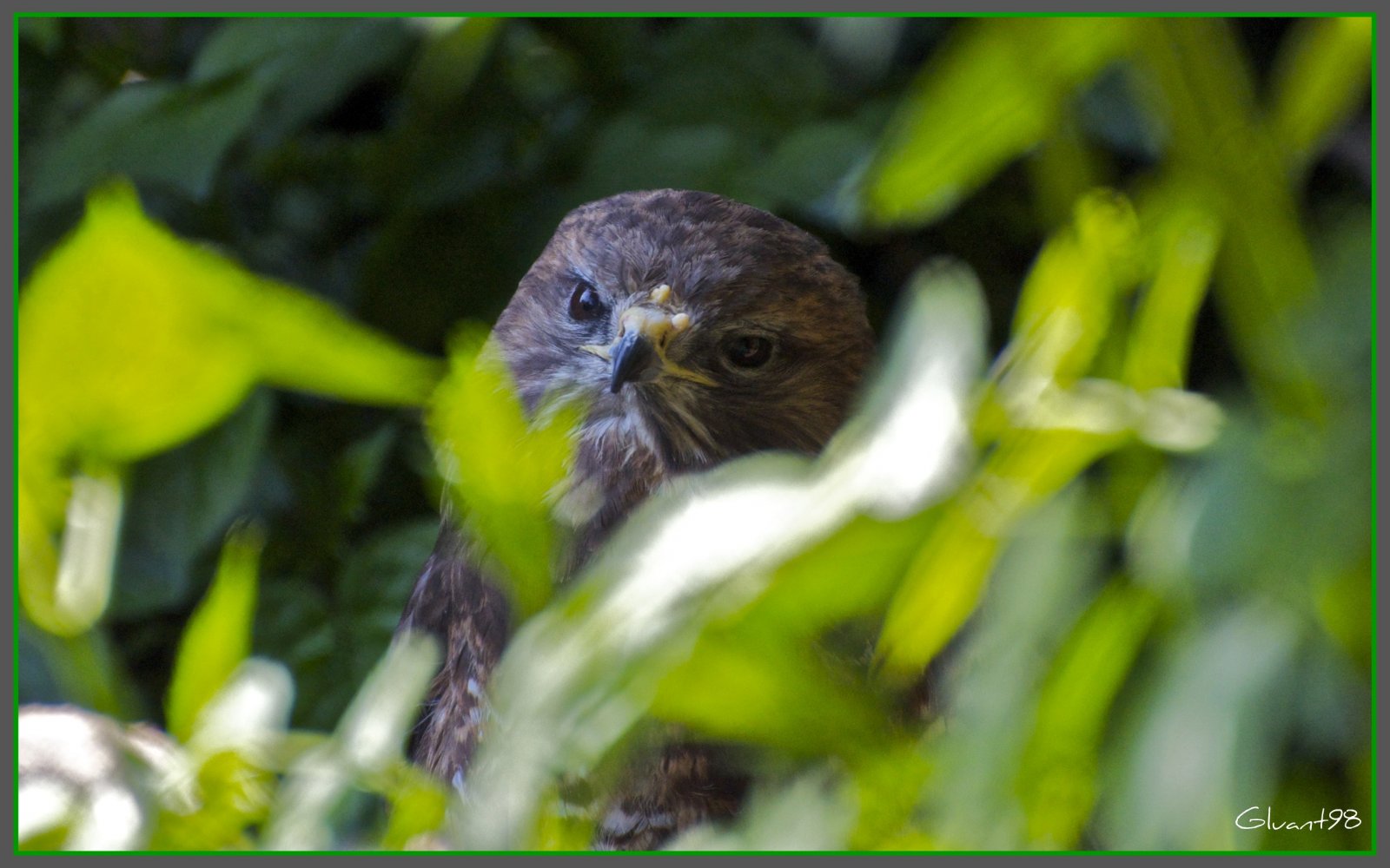 Fonds d'cran Animaux Oiseaux - Rapaces divers Rapace cach