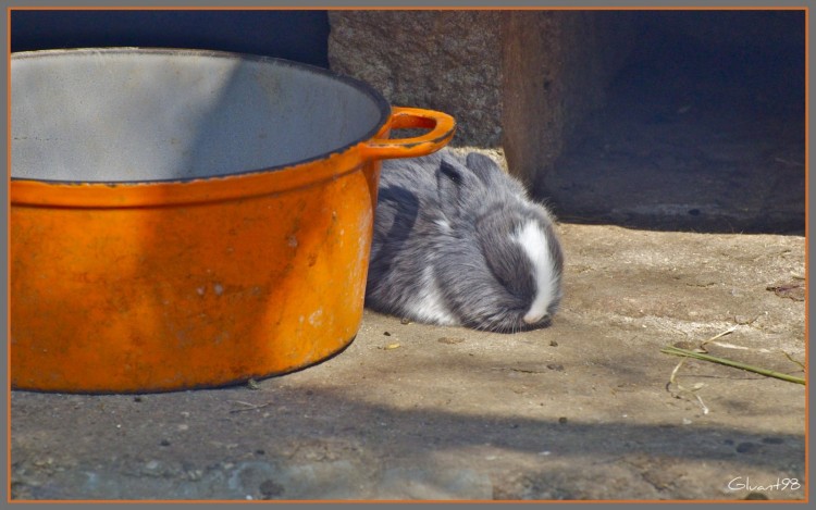 Fonds d'cran Animaux Lapins - Livres Bb lapin