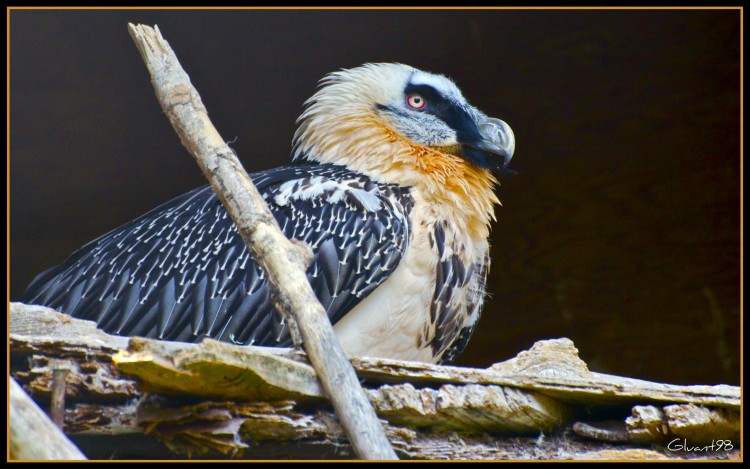 Fonds d'cran Animaux Oiseaux - Rapaces divers Un rapace