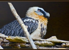 Wallpapers Animals Un rapace