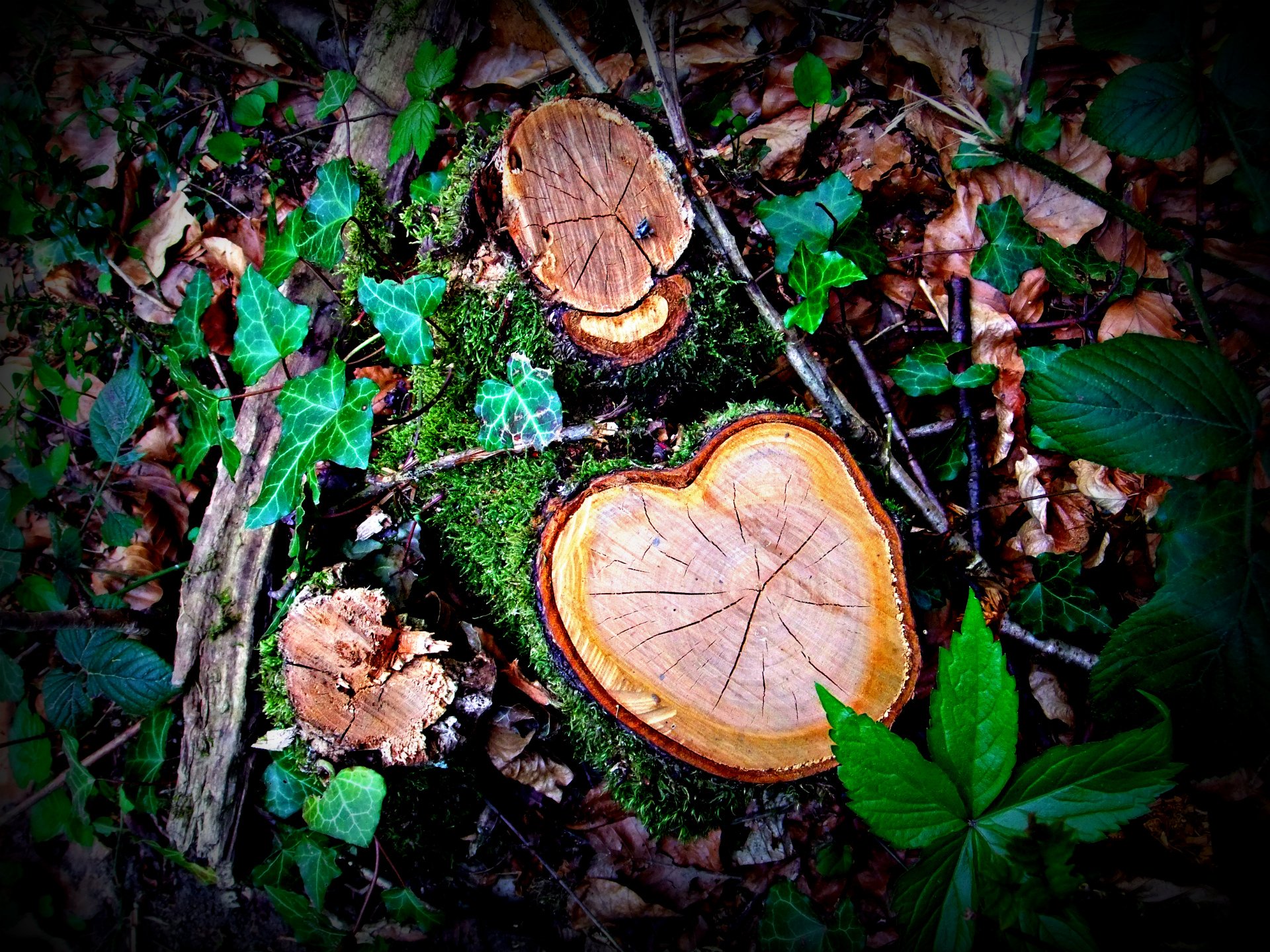 Wallpapers Nature Moss - Lichens L'age des arbres