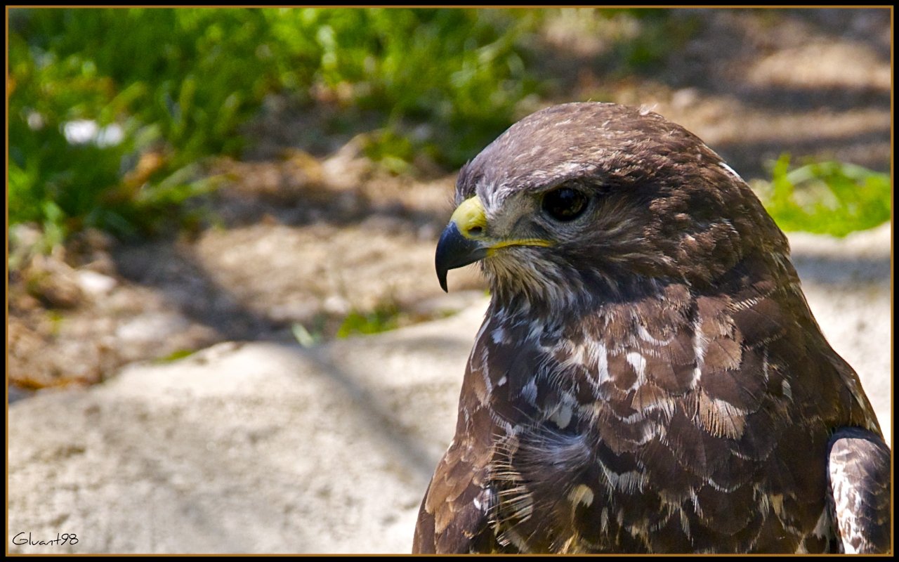 Wallpapers Animals Birds - Buses Une buse