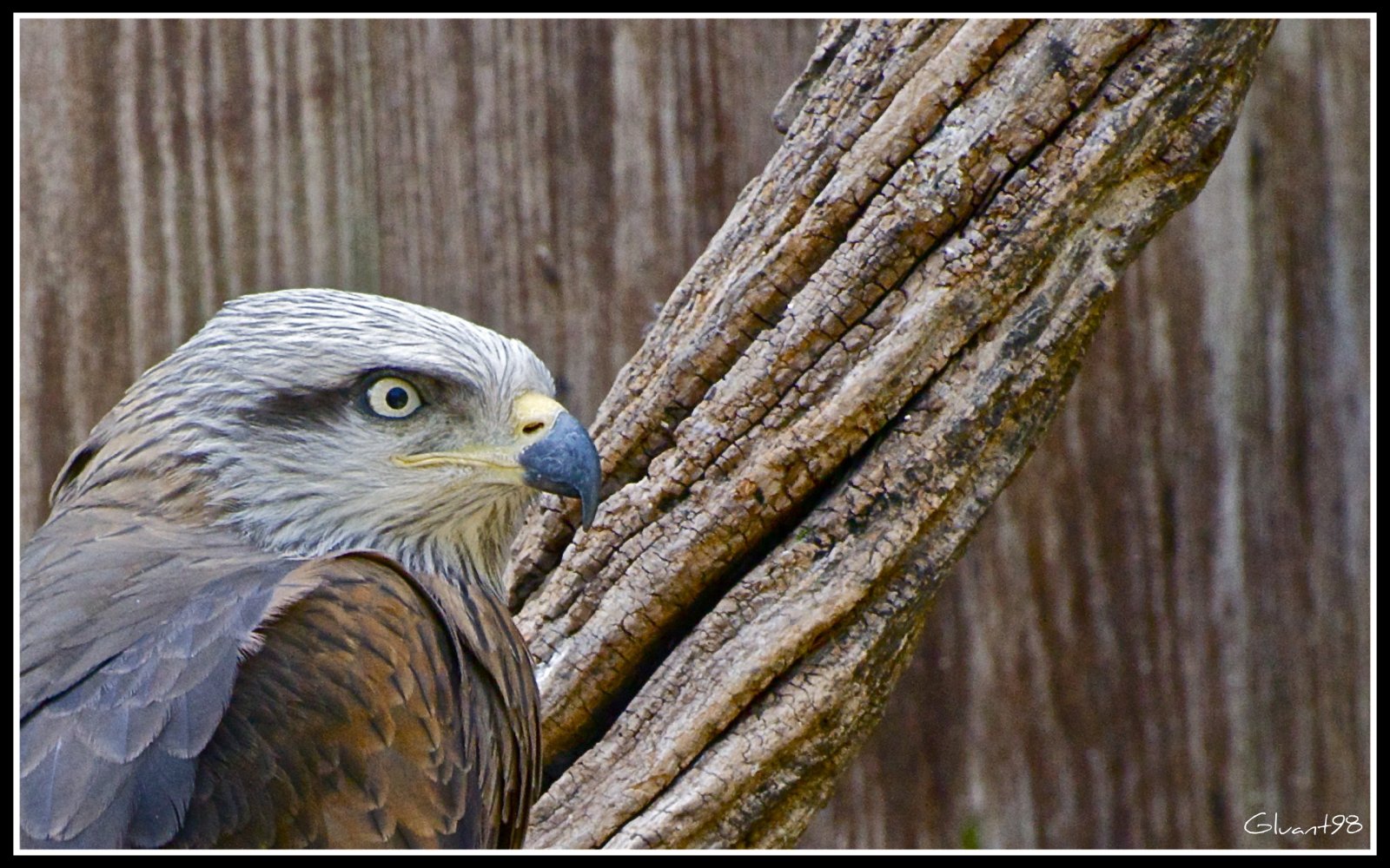 Fonds d'cran Animaux Oiseaux - Aigles Un aigle