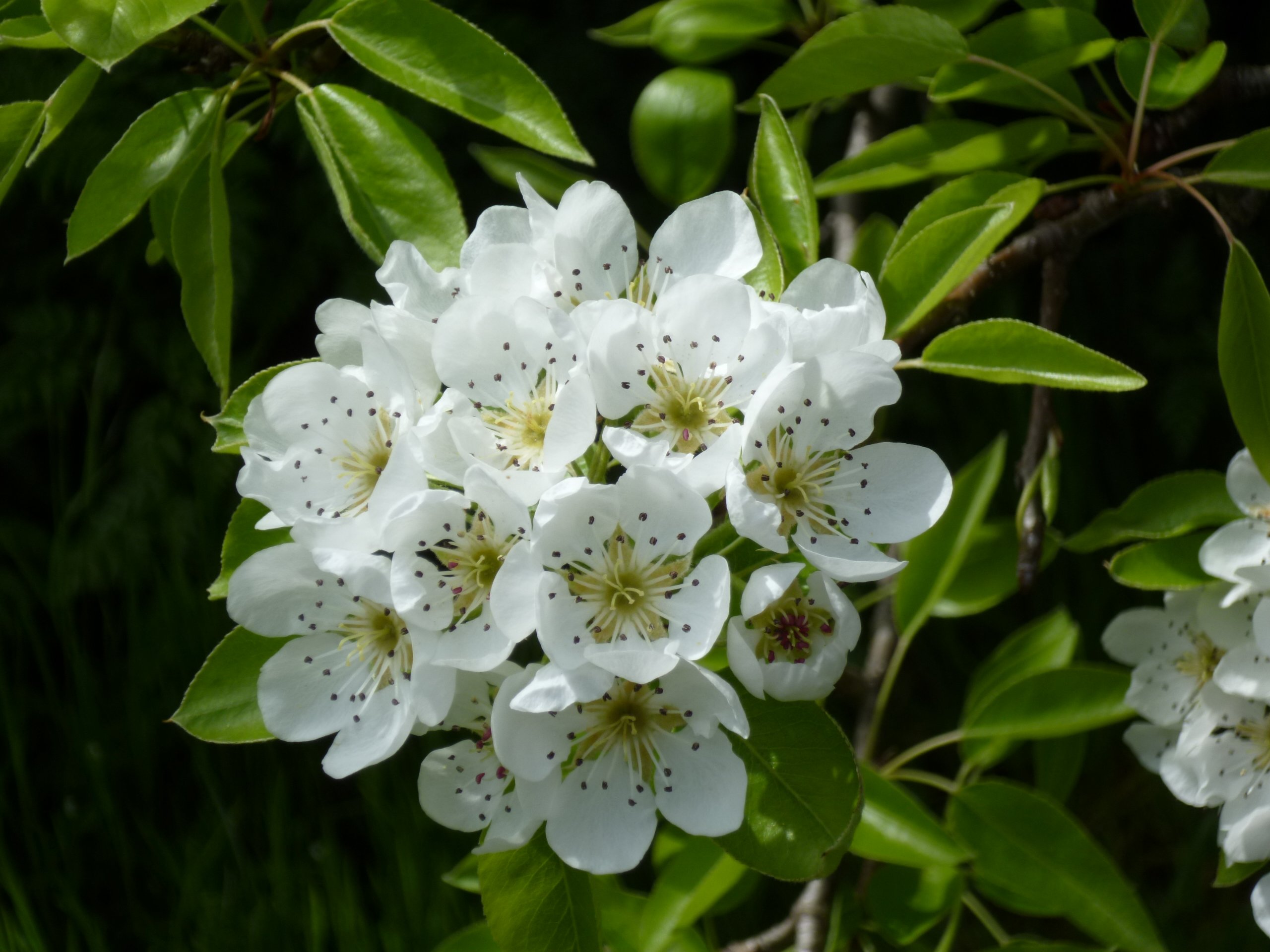 Wallpapers Nature Flowers poirier en fleurs