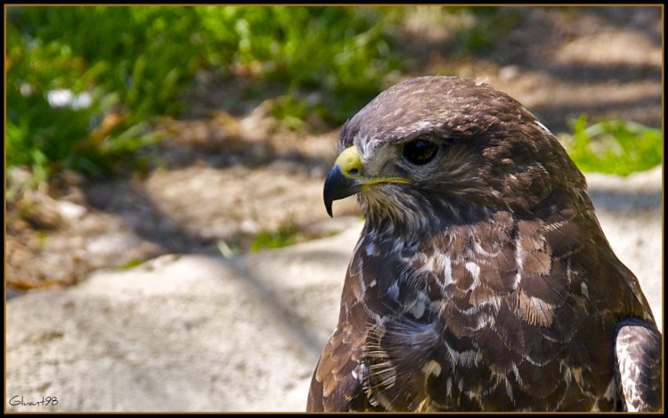 Fonds d'cran Animaux Oiseaux - Buses Une buse