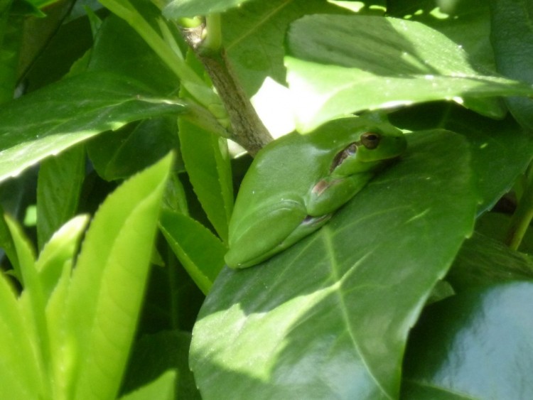 Fonds d'cran Animaux Grenouilles - Crapauds reinette