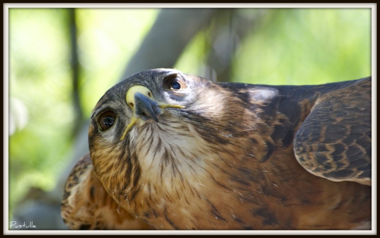 Fonds d'cran Animaux Oiseaux - Buses Attention je t'ai  l'oeil.....