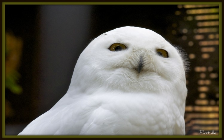 Fonds d'cran Animaux Oiseaux - Hiboux et Chouettes Un chouette hibou.....