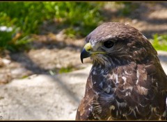 Fonds d'cran Animaux Une buse