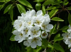 Fonds d'cran Nature poirier en fleurs