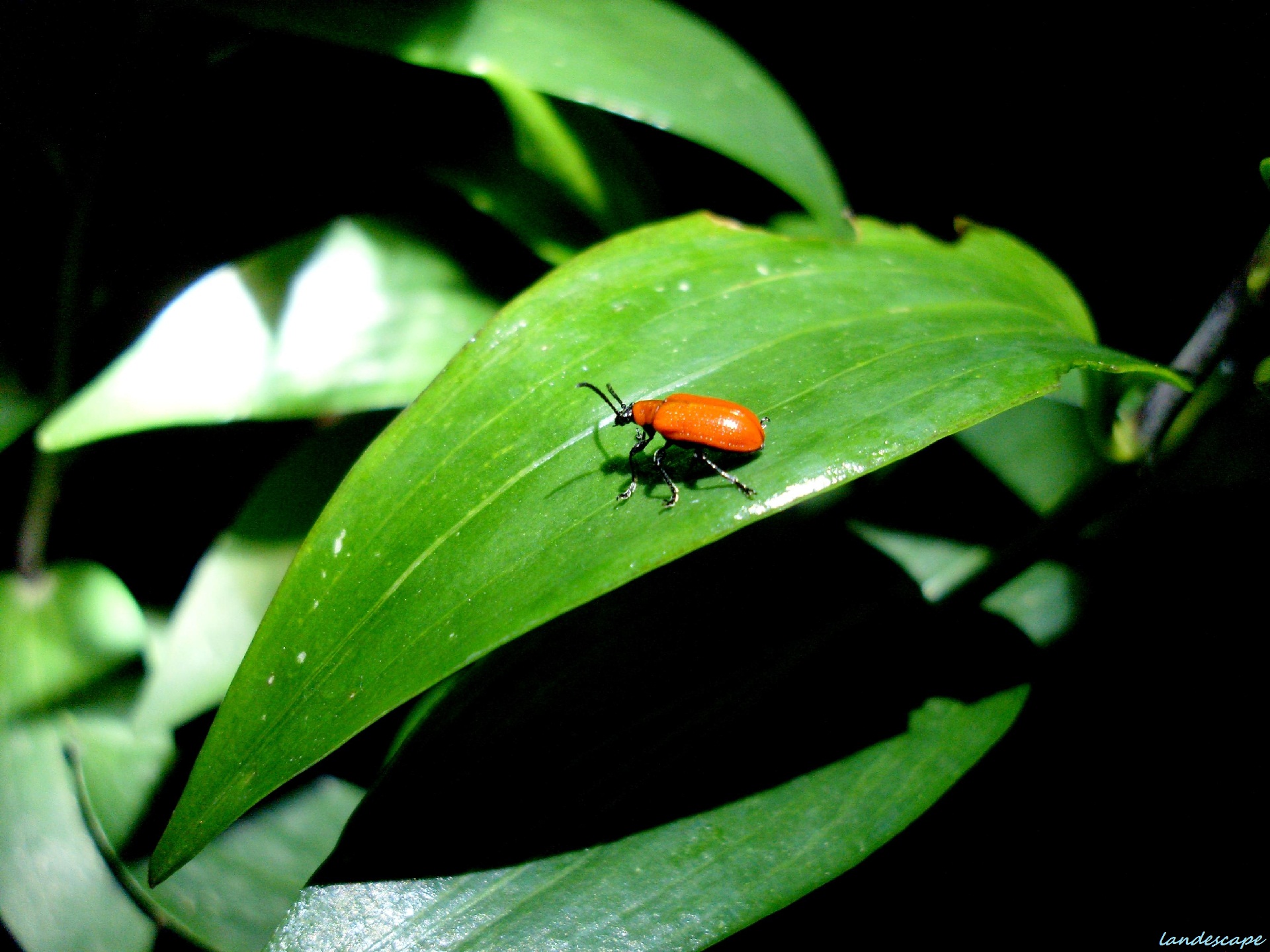 Wallpapers Nature Succulents Lumire verte et insecte nocturne