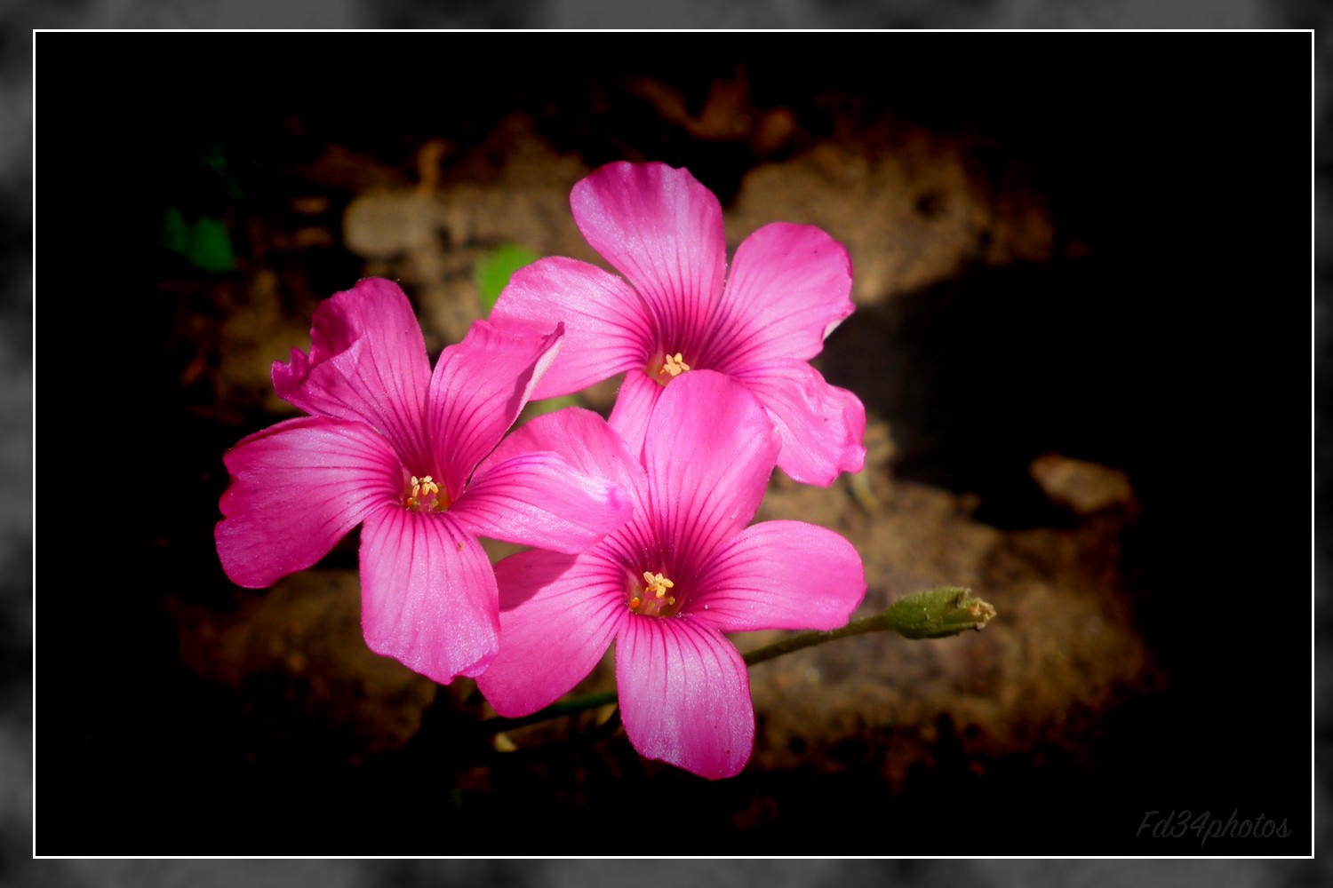 Fonds d'cran Nature Fleurs 