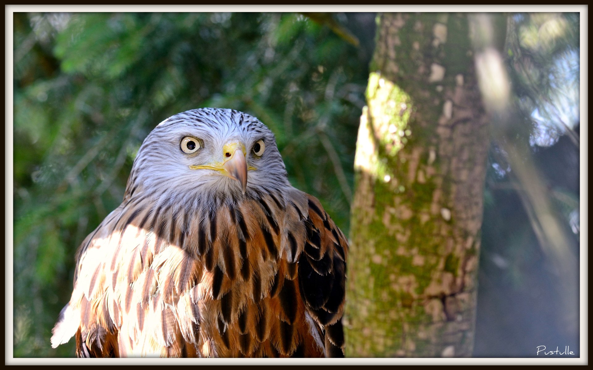 Fonds d'cran Animaux Oiseaux - Aigles Regard perant...