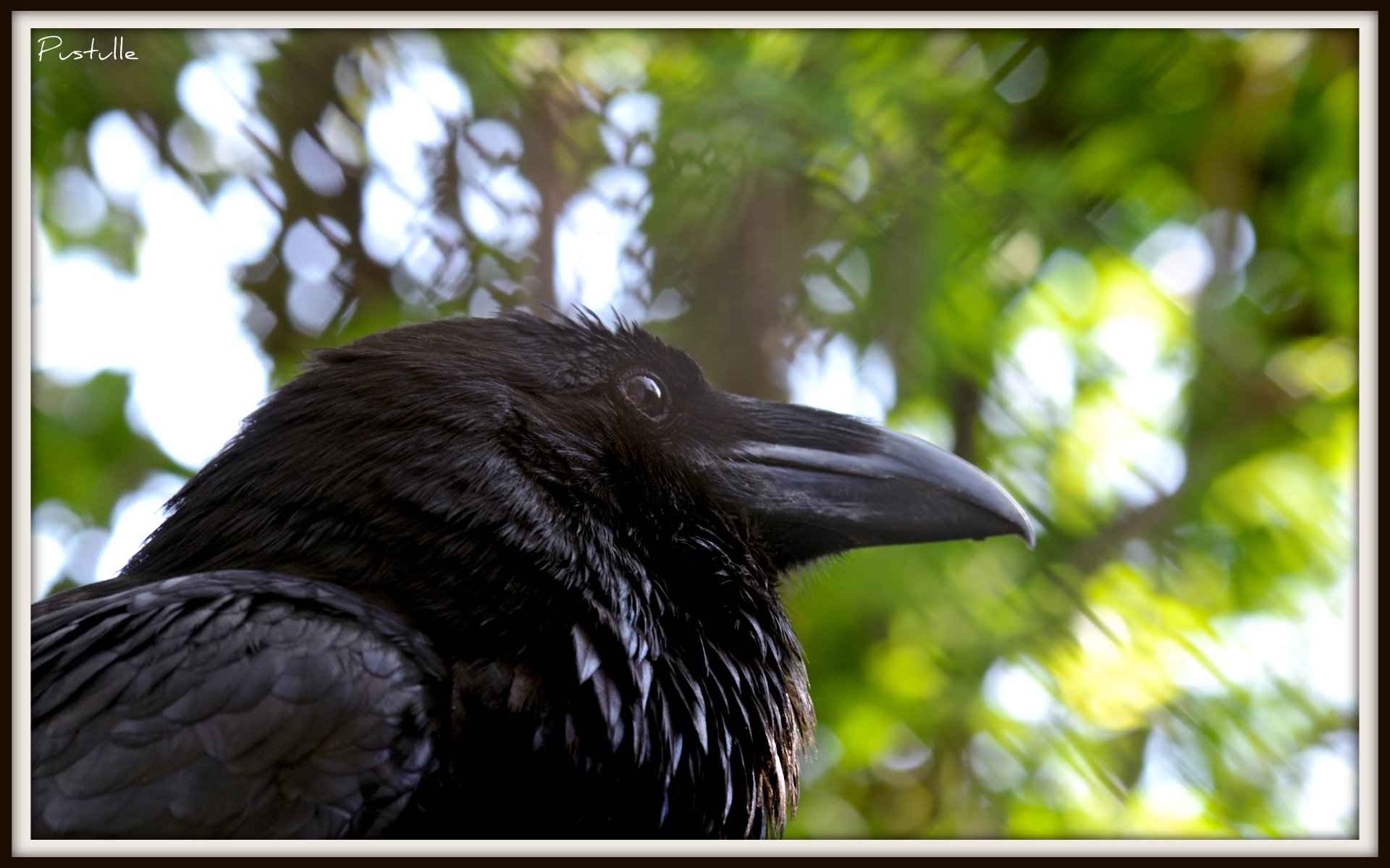 Fonds d'cran Animaux Oiseaux - Corbeaux Aprs la perte du fromage.......