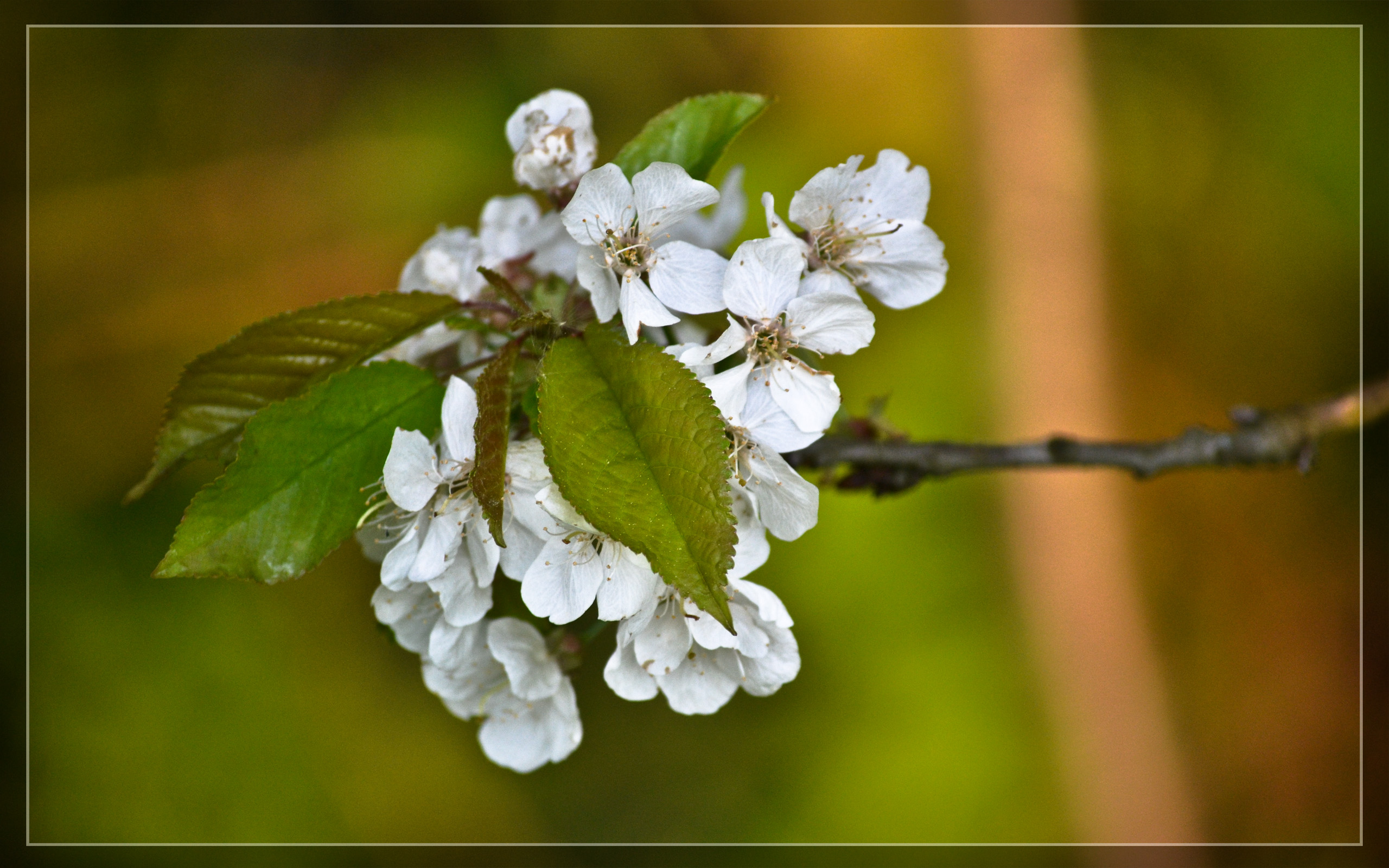 Fonds d'cran Nature Fleurs fleures