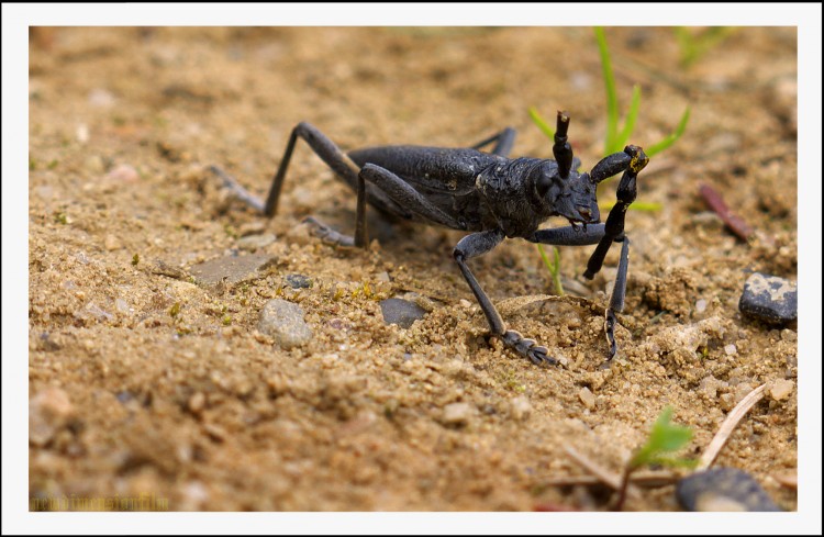 Fonds d'cran Animaux Insectes - Divers Aprs le combat. 1.