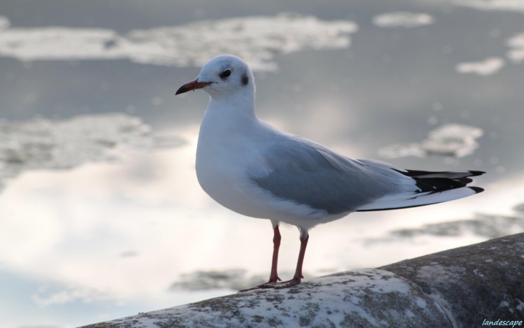 Wallpapers Animals Birds - Gulls Le dimanche d'une mouette