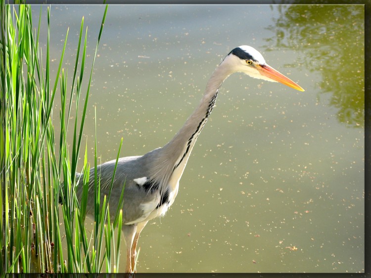 Fonds d'cran Animaux Oiseaux - Hrons Hron