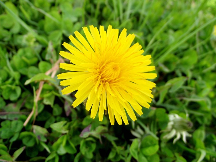 Fonds d'cran Nature Fleurs Fleur de pissenlit