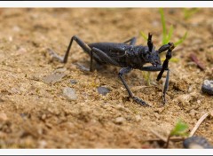 Fonds d'cran Animaux Aprs le combat. 1.