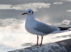 Wallpapers Animals Le dimanche d'une mouette