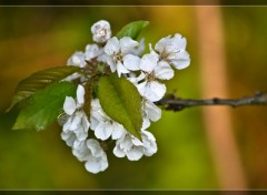 Fonds d'cran Nature fleures