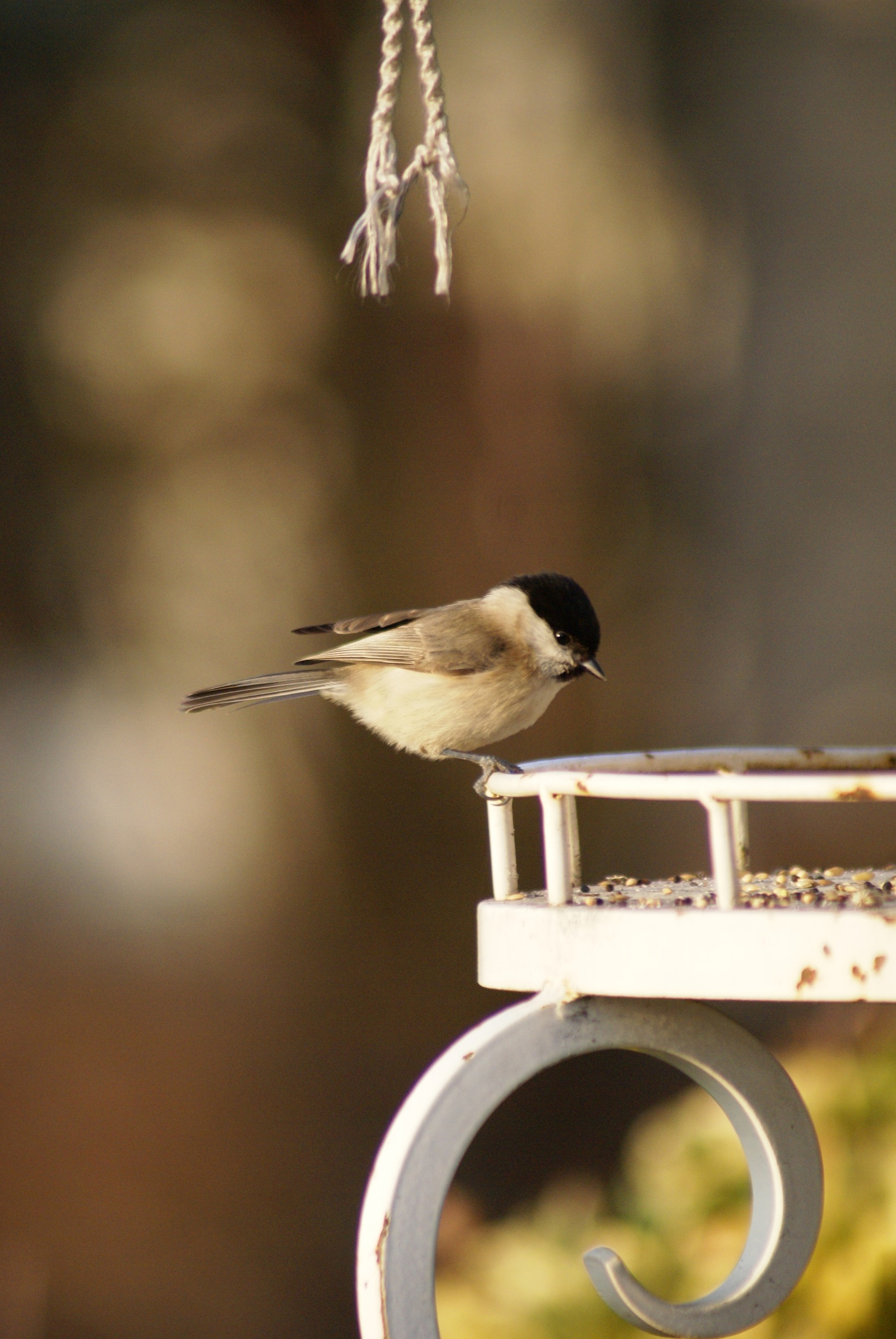 Wallpapers Animals Birds - Chickadees Msange Nonette