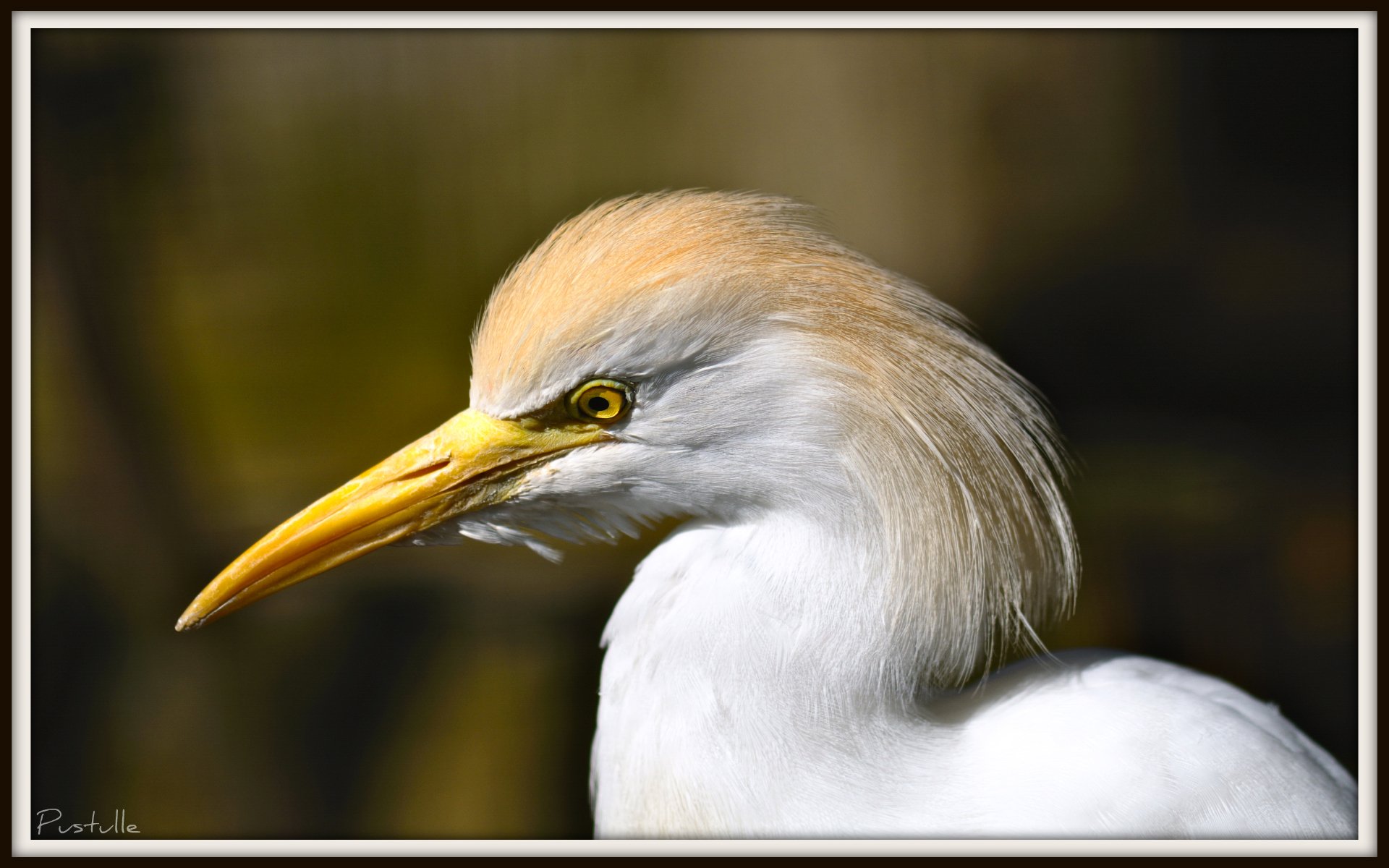 Fonds d'cran Animaux Oiseaux - Divers 