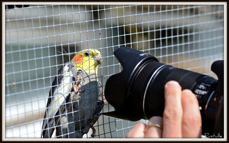 Wallpapers Animals Birds - Budgies Le petit oiseau est sorti!