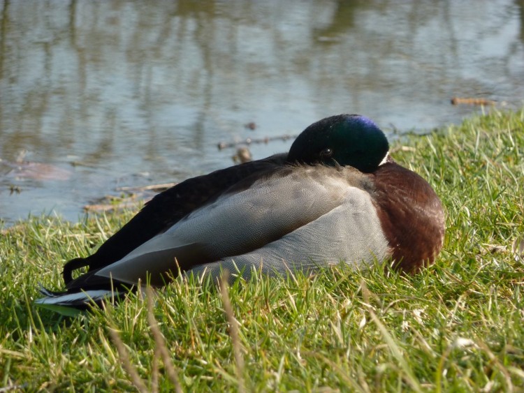 Fonds d'cran Animaux Oiseaux - Canards C'est l'heure de la sieste