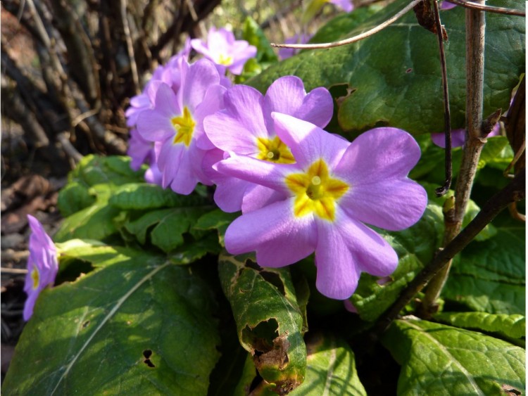 Wallpapers Nature Flowers Fleurs violettes